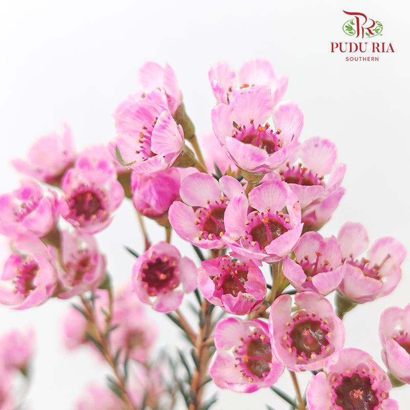 Wax Flower Pink 蜡花 - (Per Bundle)