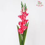CNY Artificial Gladiolus 92cm -  Pink (2 Stems)