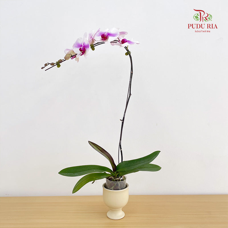 Phalaenopsis Orchid White With Purple Big Single Stem
