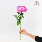 Peony Pink 芍药 - (5 Stems)