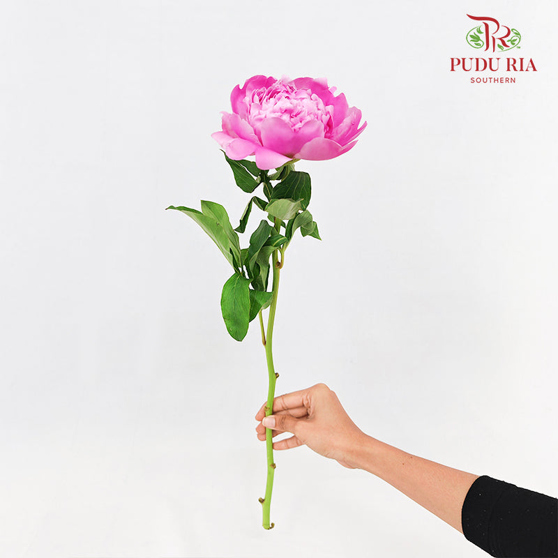 Peony Pink 芍药 - (5 Stems)