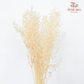 Dry Thlaspi