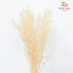 Dry Thlaspi