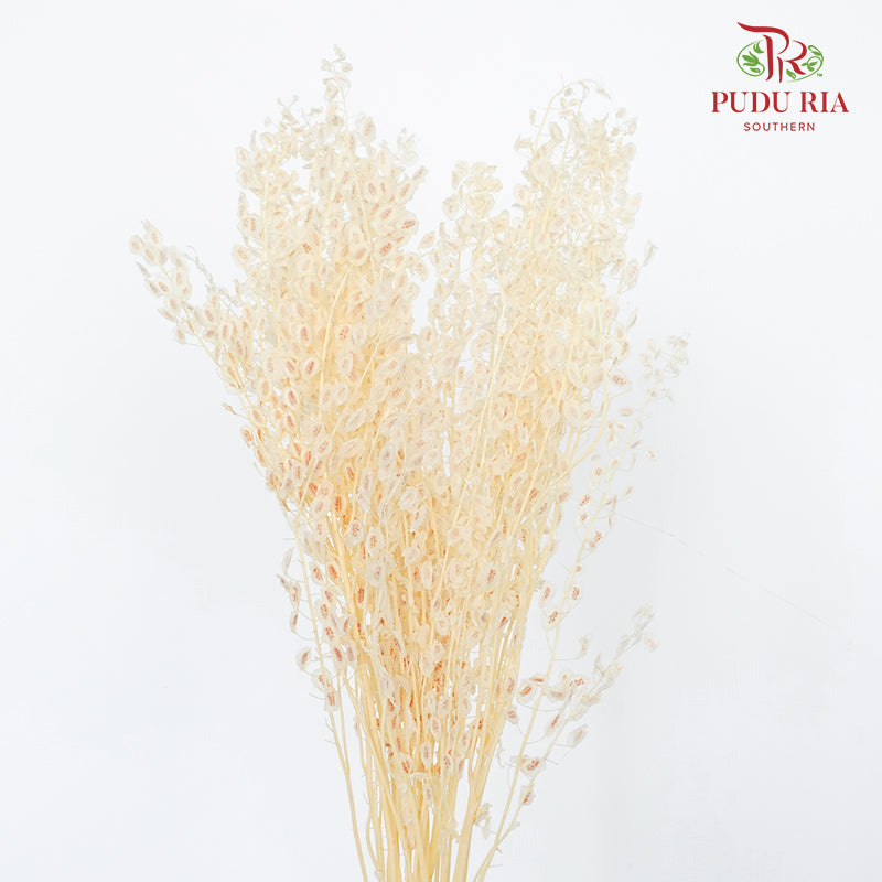 Dry Thlaspi