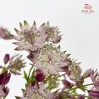 Astrantia Purple 星芹 - (5 Stems)