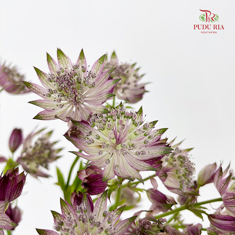 Astrantia 星芹 Purple - (5 Stems)
