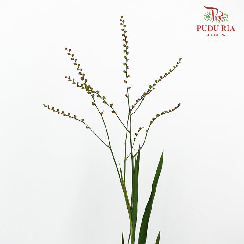 Crocosmia Berry 香鳶尾屬 - (Per Bundle)