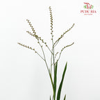 Crocosmia Berry 香鳶尾屬 - (Per Bundle)