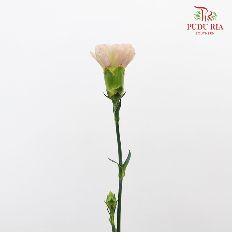 Carnation St Princess Tasha 18-20 Stems - Pudu Ria Florist Southern