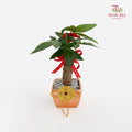 CNY Potted Plant Arrangement 2025#9