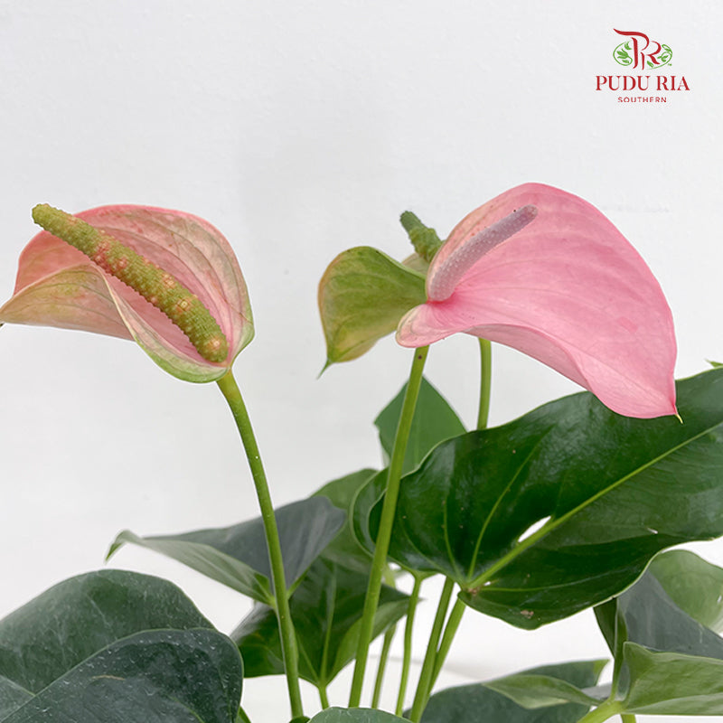 Anthurium Mix - Pink