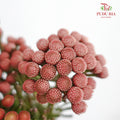 Brunia Red - 5 Stems - Pudu Ria Florist Southern