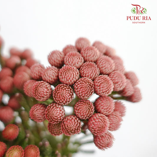 Brunia Red - 5 Stems - Pudu Ria Florist Southern