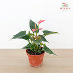 Anthurium Mix P150 - Pink