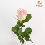 Rose Swan - (15 Stems)