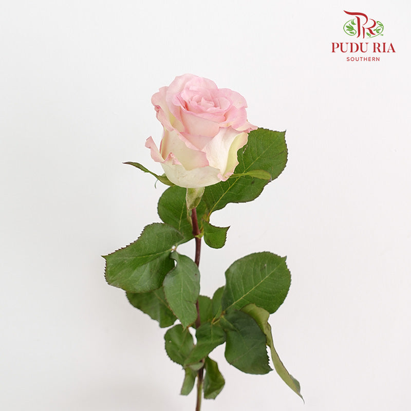 Rose Swan - (15 Stems)