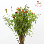 Starfire Mix marigold - Pudu Ria Florist Southern