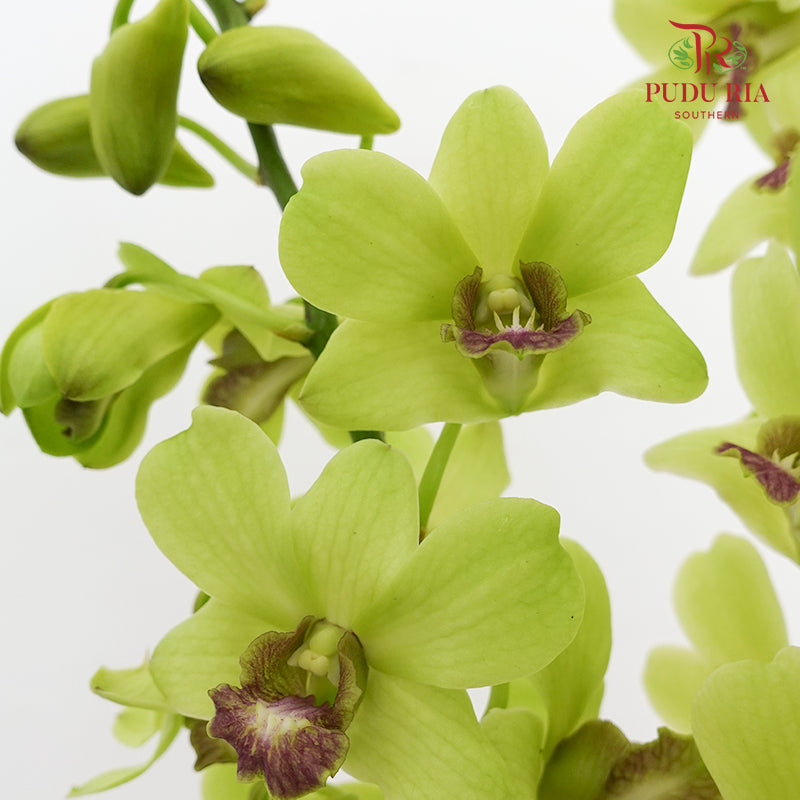 Dendrobium Orchid Green (L) - (5 Stems)