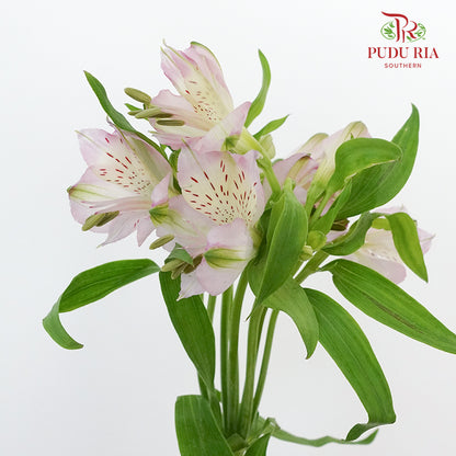 Alstroemeria Light Pink (9-10 Stems) - Pudu Ria Florist Southern