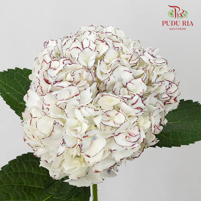 Hydrangea White Red / Per Stem - Pudu Ria Florist Southern