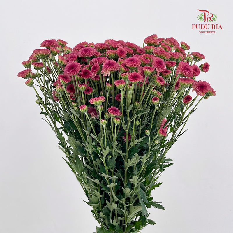 Chrysanthemum Santini / Calimero Mini Button Pink Red