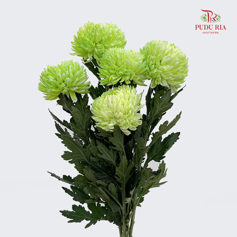 Peony Chrysanthemum Dyed Green 牡丹菊 - (5 Stems)
