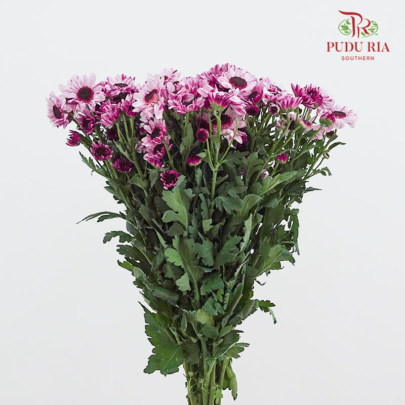 Chrysanthemum Pompom Daisy Light Purple 1 - (10-12 Stems)
