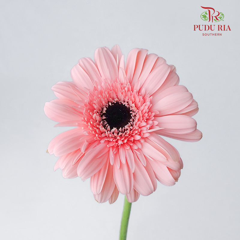 Gerbera Light Pink (8-10 Stems) - Pudu Ria Florist Southern