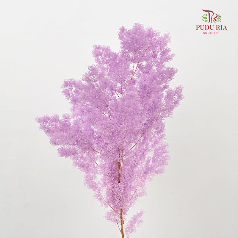 Preservative Asparagus Fern Lilac