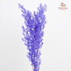 Preservative Asparagus Fern Purple