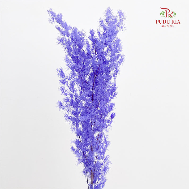 Preservative Asparagus Fern Purple
