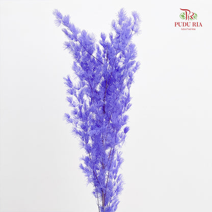 Preservative Asparagus Fern Purple