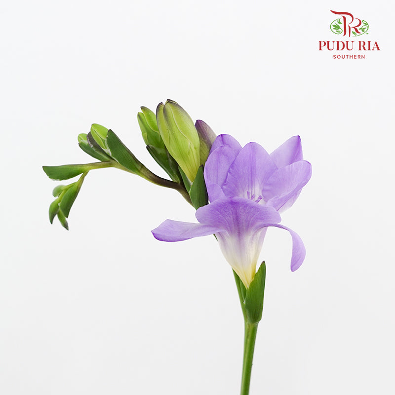 Freesia Purple - (5 Stems)