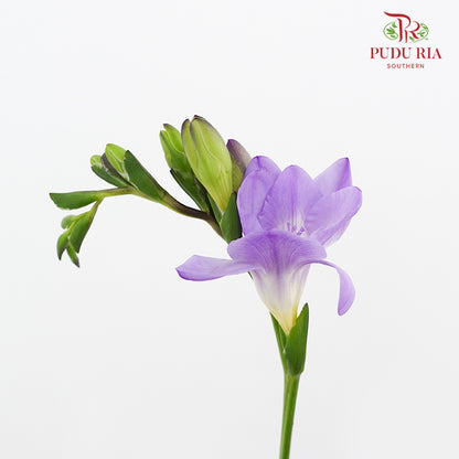 Freesia Purple - (5 Stems)