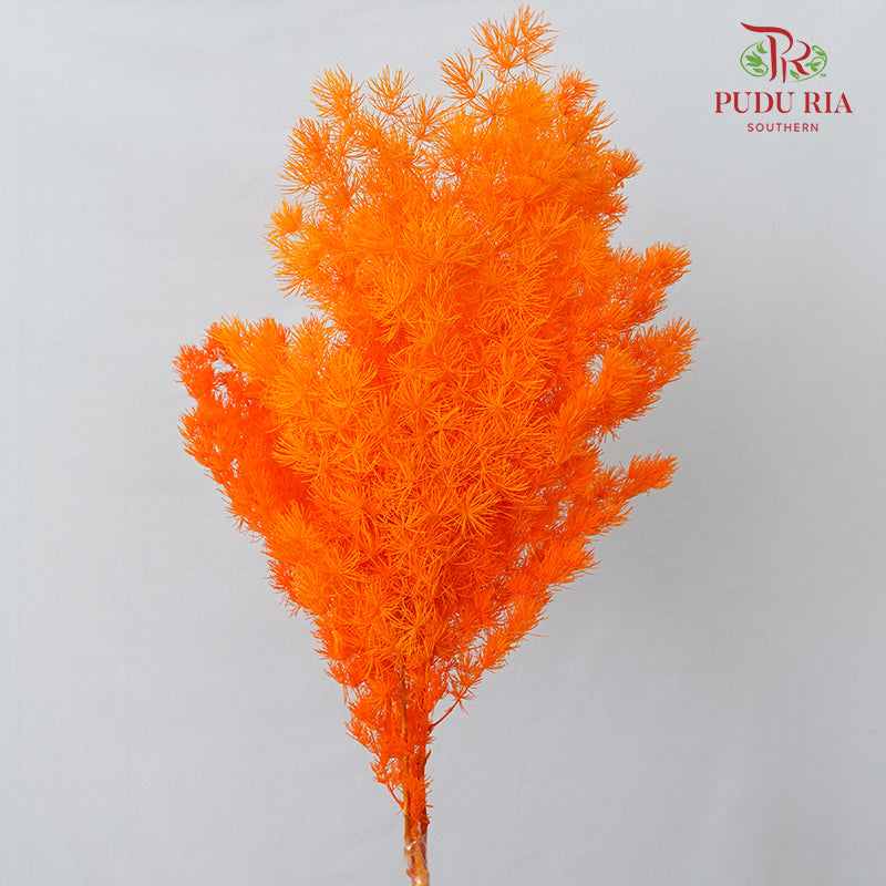 Preservative Asparagus Fern Dark Orange