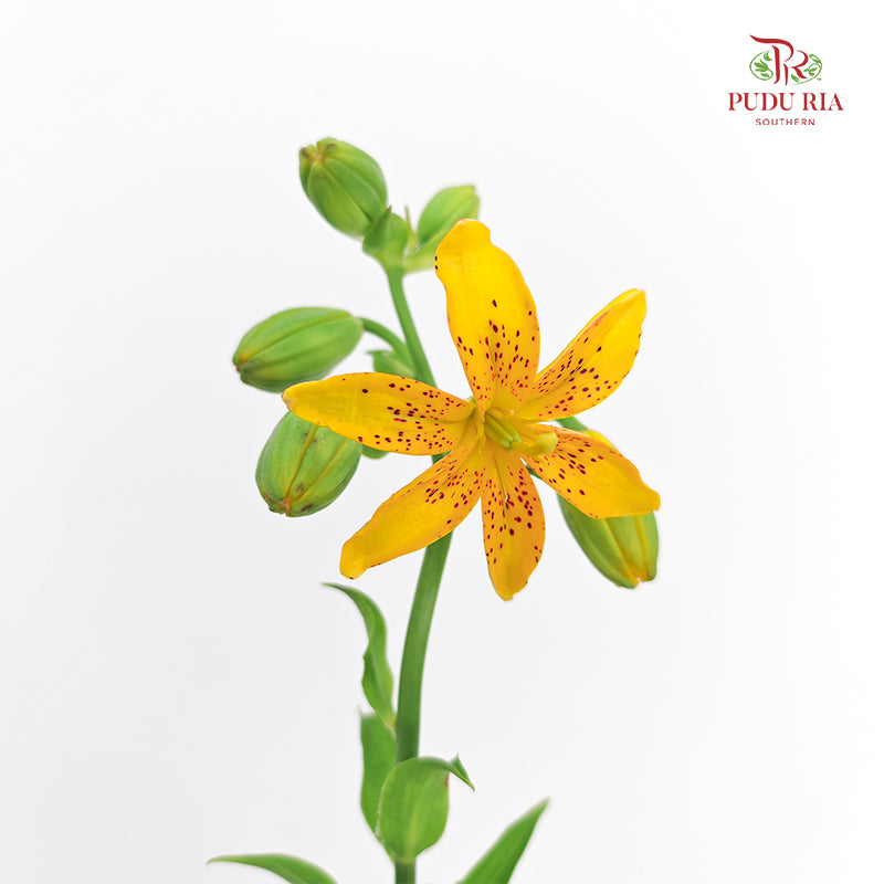Lilium Hansonii (Hanson's Lily) - (5 Stems)