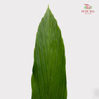 Cyclanthus Cocos - (5 Stems)