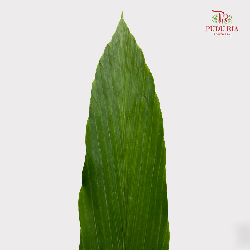 Cyclanthus Cocos - (5 Stems)