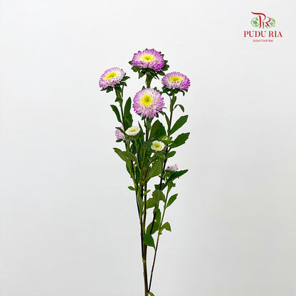 Aster 翠菊 Soft Purple - (Per Bundle)
