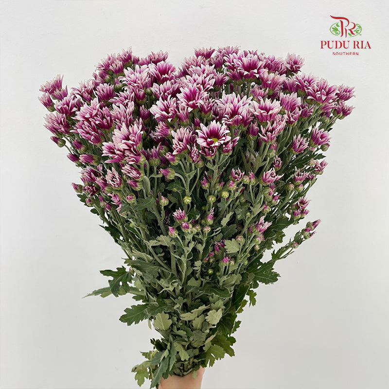 Chrysanthemum Pompom Daisy Purple/White 2 - (10-12 Stems)