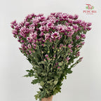 Chrysanthemum Pompom Daisy Purple/White 2 - (10-12 Stems)