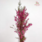 Boronia - (Per Bundle)