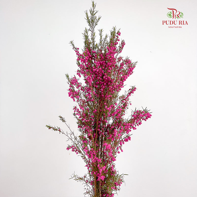 Boronia - (Per Bundle)