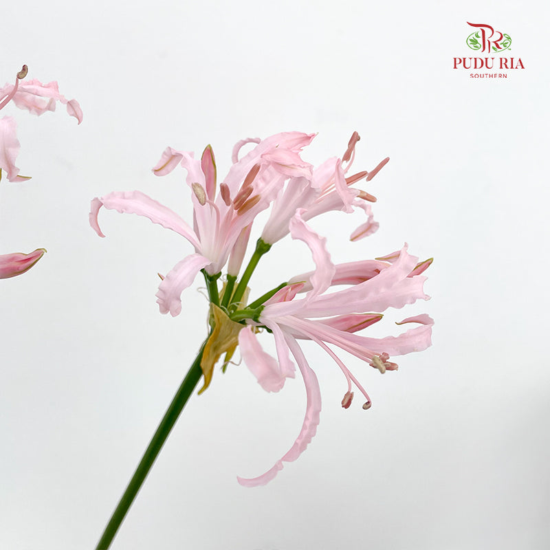 Nerine 纳丽花 - (2 Stems)