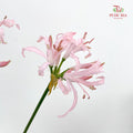 Nerine 纳丽花 - (2 Stems)