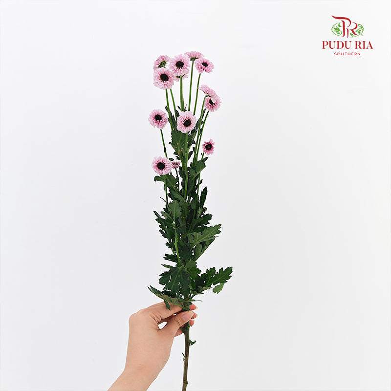 Chrysanthemum Pompom Daisy Pink 2 - (10-12 Stems)