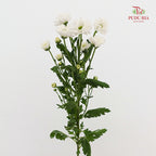 Chrysanthemum Calimero Pompom Rossi White - (10-12 Stems)