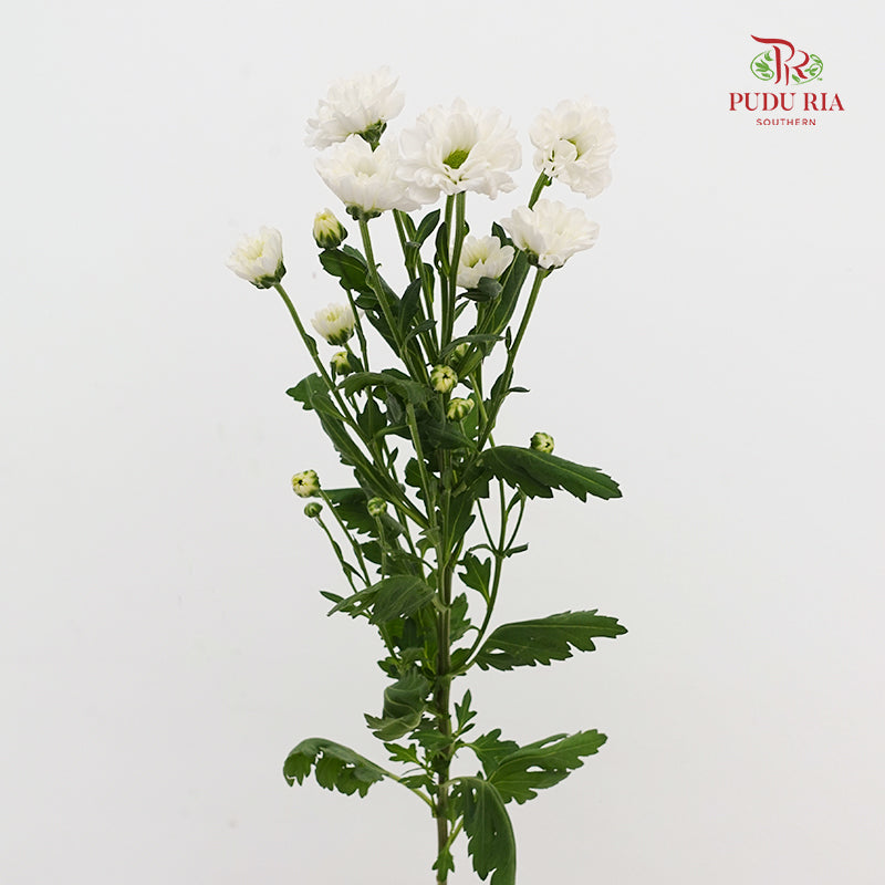 Chrysanthemum Calimero Pompom Rossi White - (10-12 Stems)