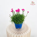 Dianthus