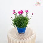 Dianthus